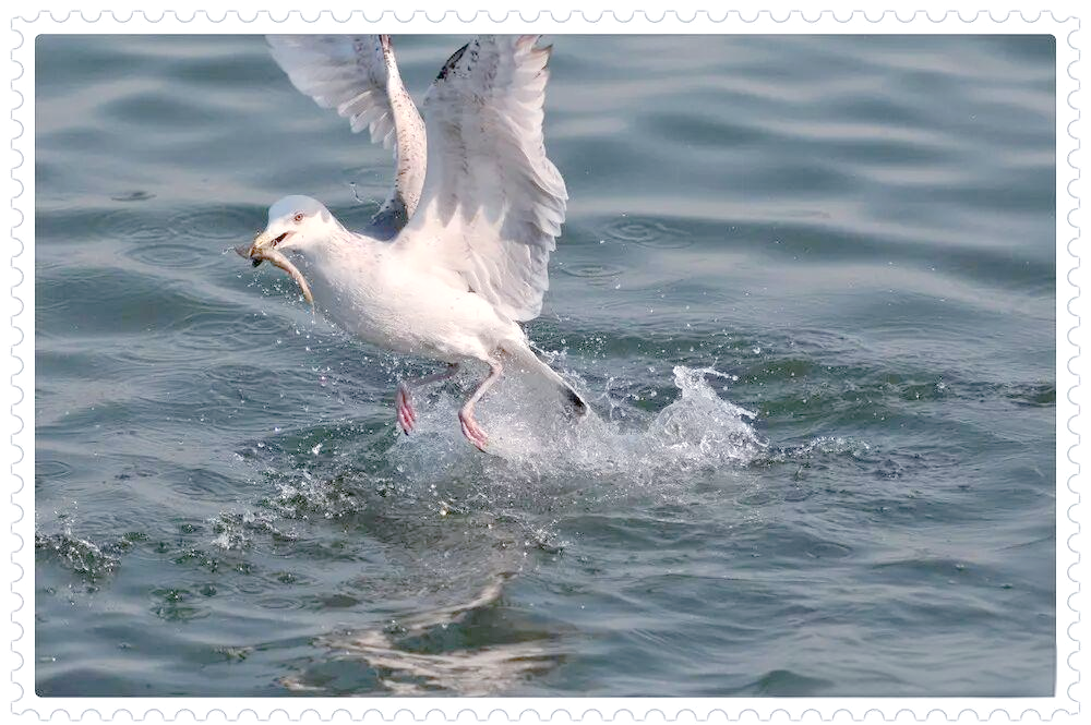 海鸥乔纳森:探索飞行极限的传奇故事