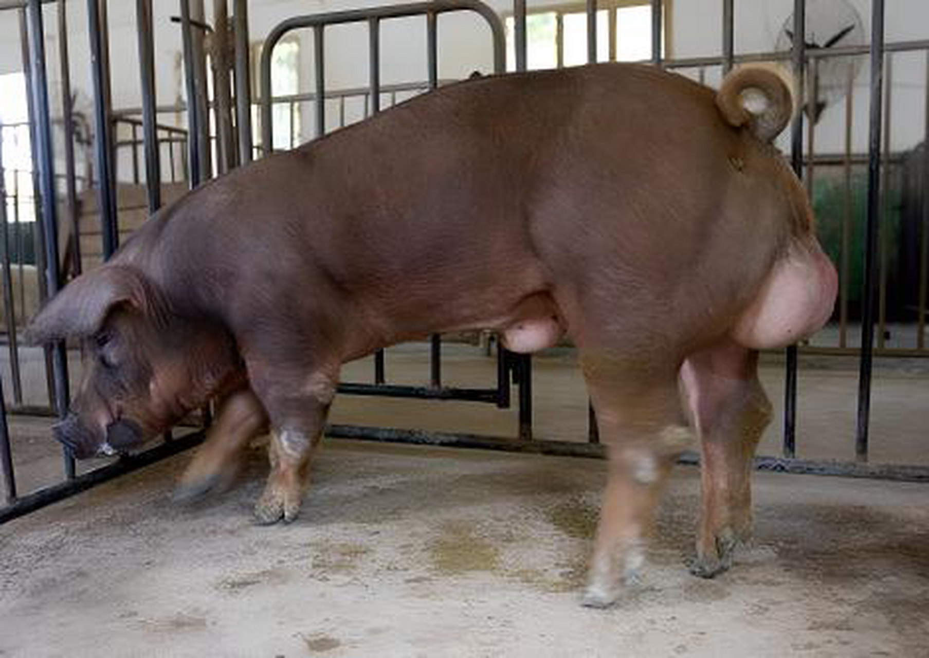 杜洛克猪是原产于美国东部的品种,目前世界广泛分布.