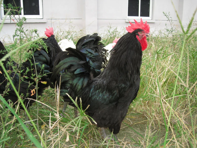 养这种体型大,产蛋多,肉蛋兼用的澳洲黑鸡有搞头吗?