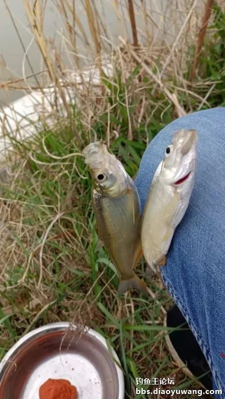 出鞘瘋影鯽,魚塘瘋釣鯽!