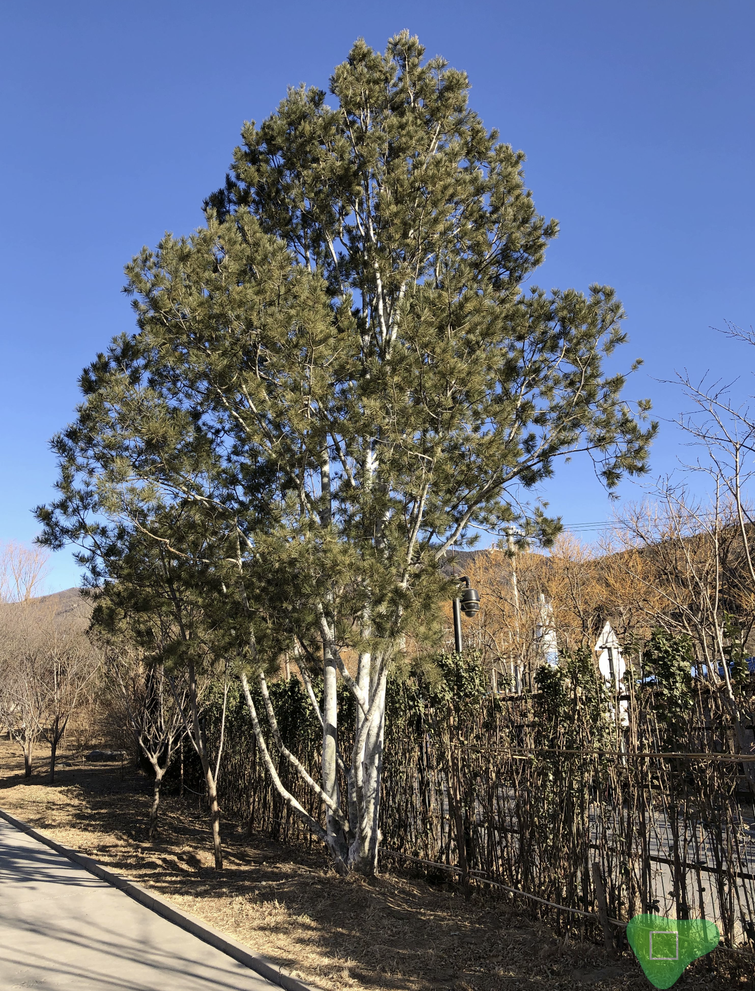 四季常绿的北方园林乔木