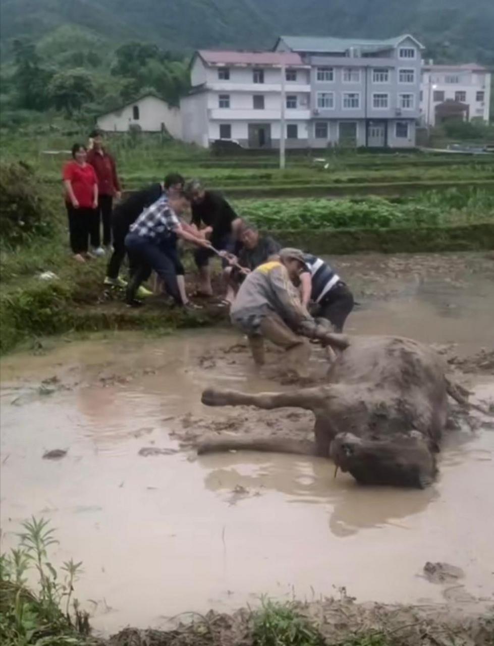 果真只有累死的牛,没有耕坏的田.太狠了,应该是超负荷工作,牛至死不都