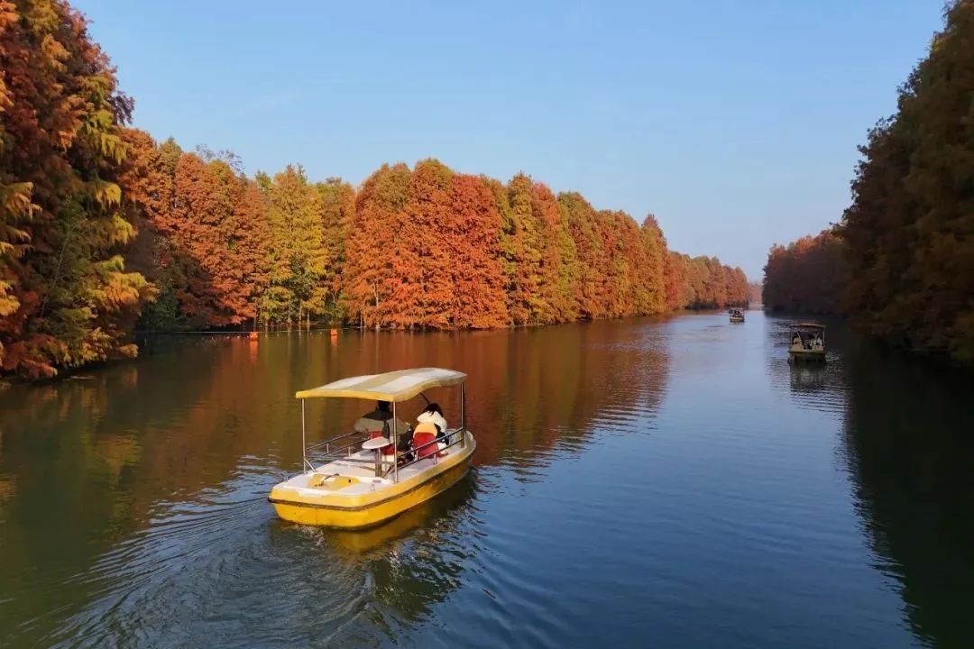 奉贤 太出片啦 海湾国家森林公园彩叶林进入最佳观赏期