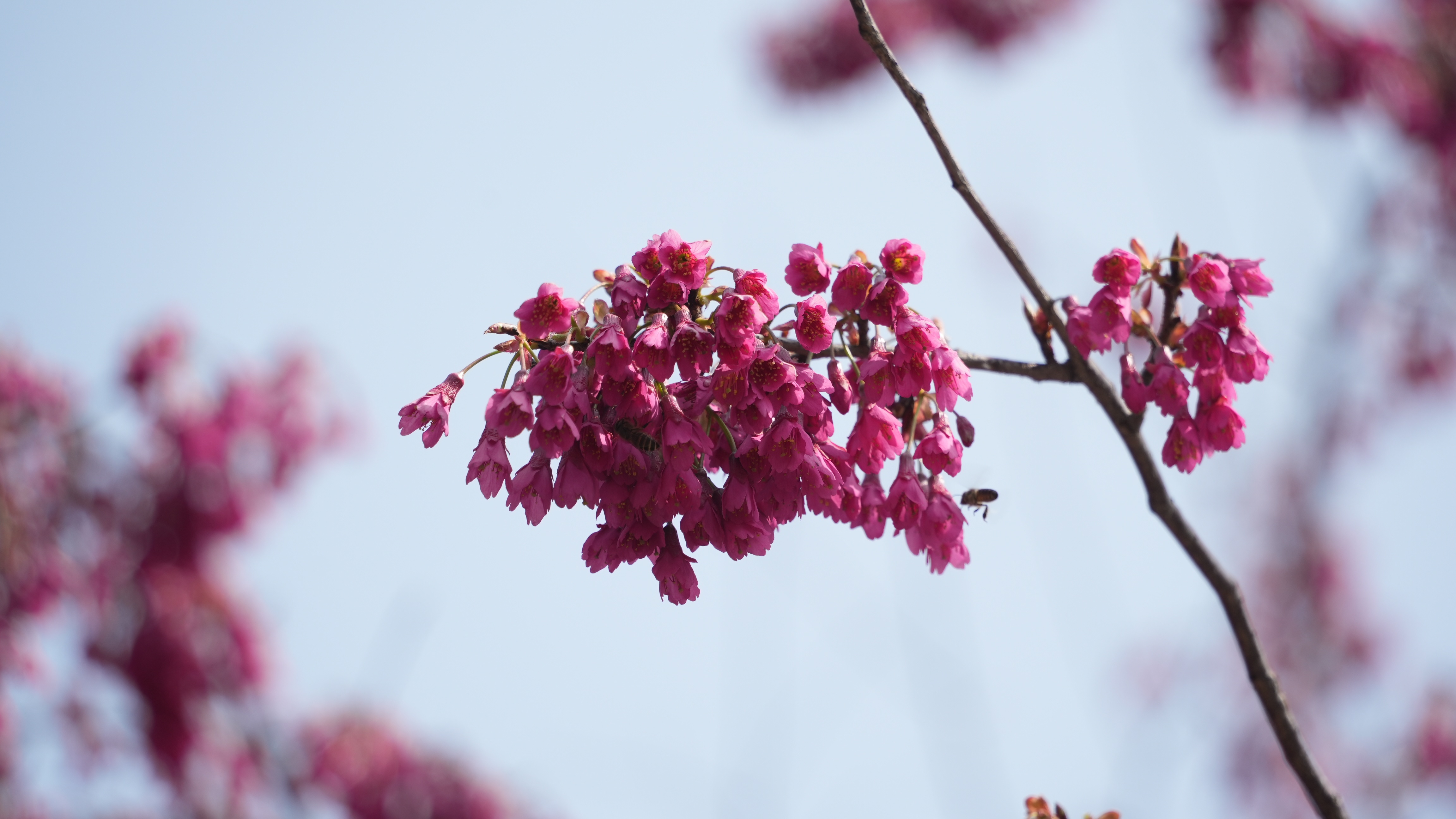 在静安欣赏山林美景:中兴公园福建山樱花盛开