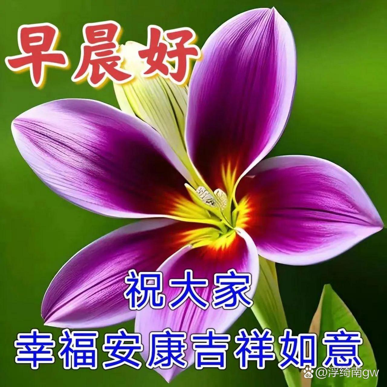 百度的新老朋友们,大家早上好! 一朵花,送给大家!