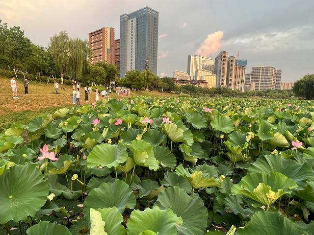 浐灞桃花潭公园图片