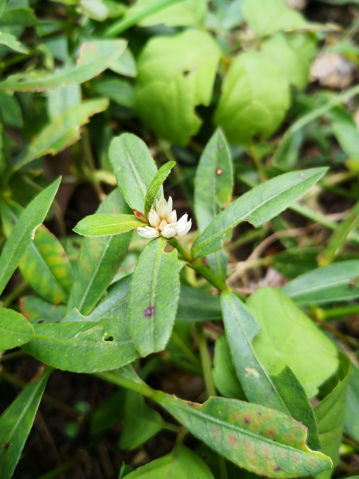 一波绿意随风去——入侵植物喜旱莲子草(俗称水花生)