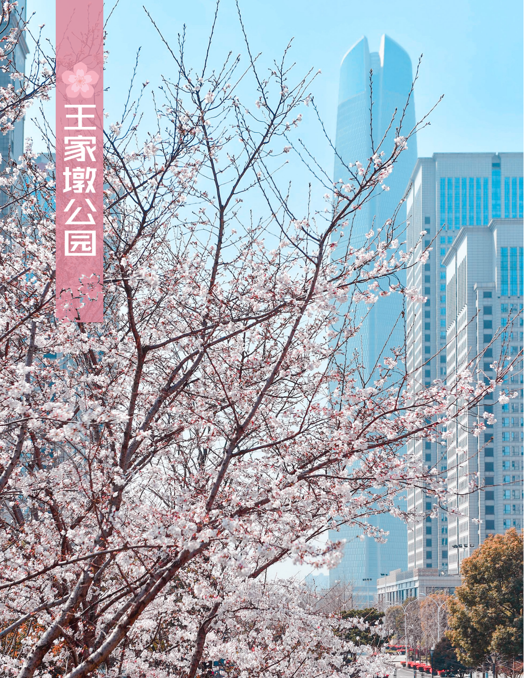 王家墩公园08堤角公园有1370株樱花,品种,数量均在武汉城市免费公园中