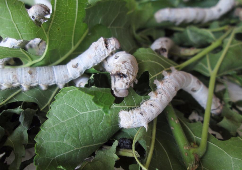 小蚕共育室的控制日眠设施要完善