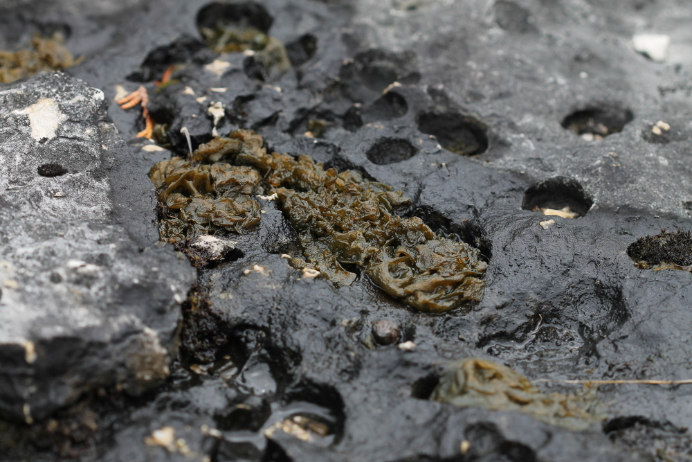 农村路边看上去很脏的"雷公屎",怎么就成为深受喜爱的美食?