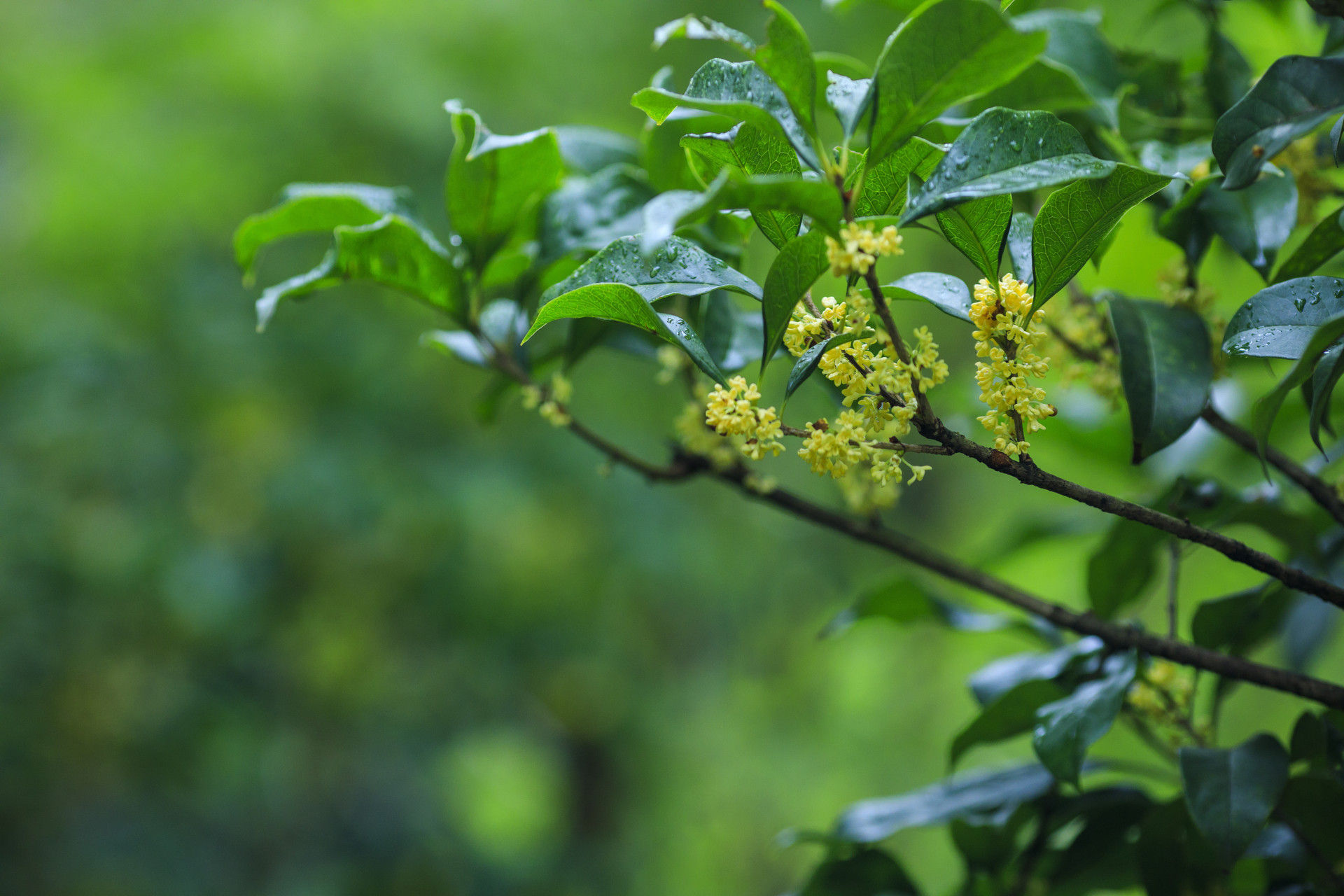 桂花壁纸清新图片