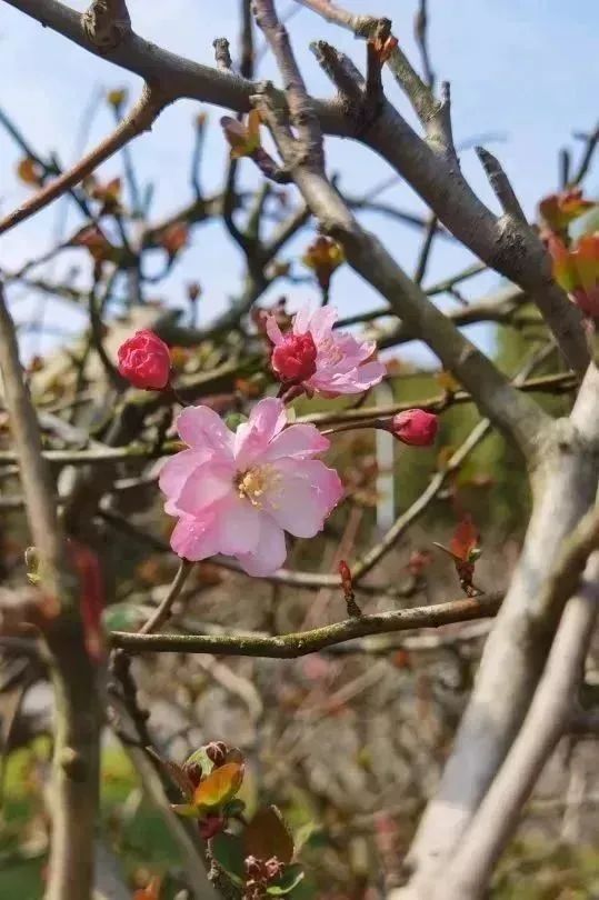 宁波诺丁汉大学校花图鉴