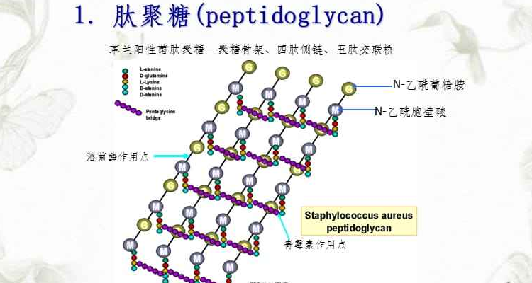 肽聚糖是什么的细胞壁