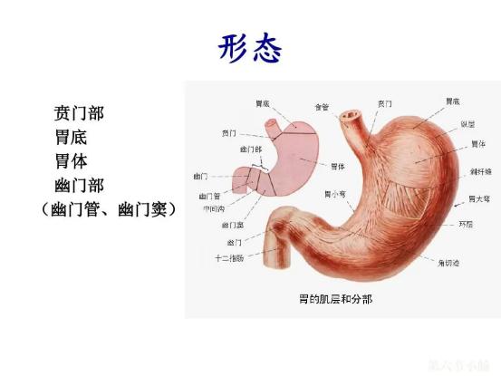 胃贲门部位图图片