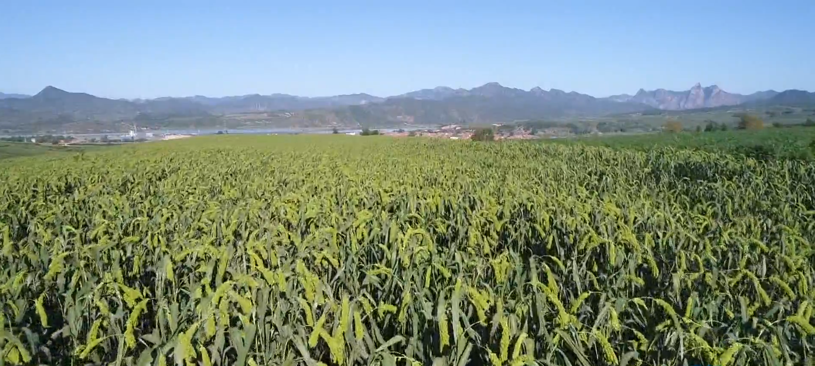 丰宁巾帼李凤琴:种植有机小米 担起富民大任