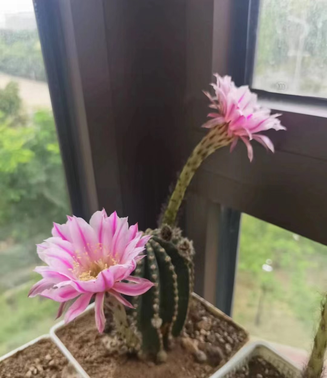 喜欢仙人球,就养"粉金刚",无刺,花径15厘米,每年多次绽放