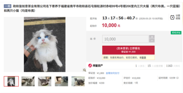 公司负债倒闭5只猫咪被法拍 起拍价1万 知情人：正常售卖5万