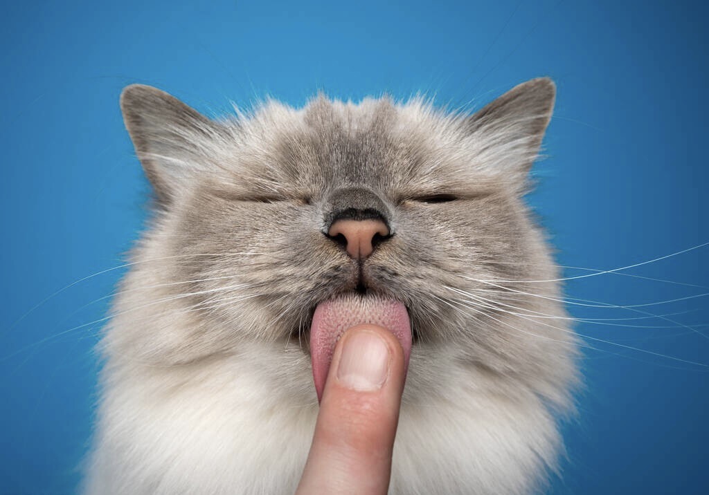 《猫舌》砂纸一样的舌头你可仔细地观察过你们家猫咪的舌头么?