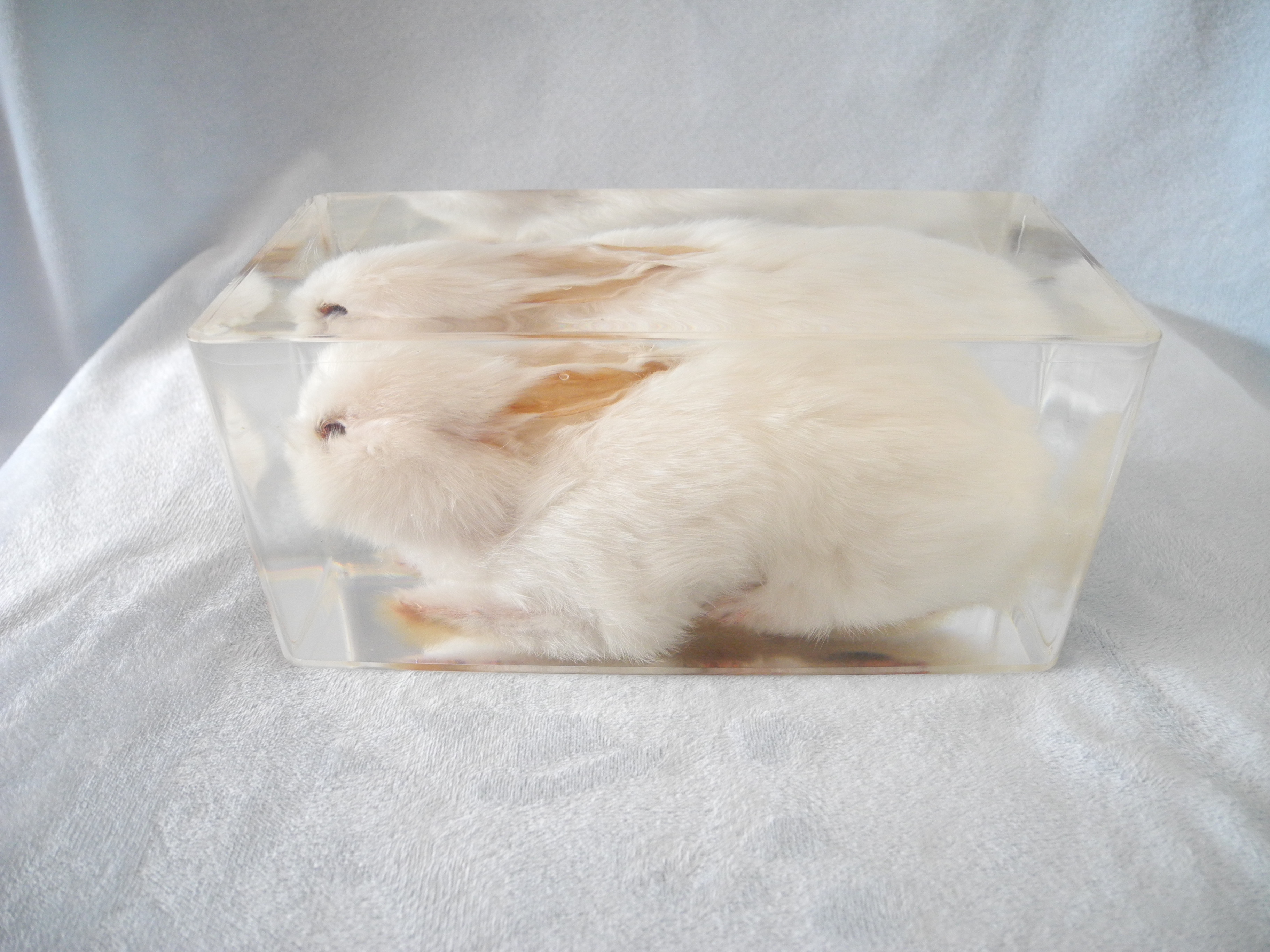 制作兔子标本的顺序