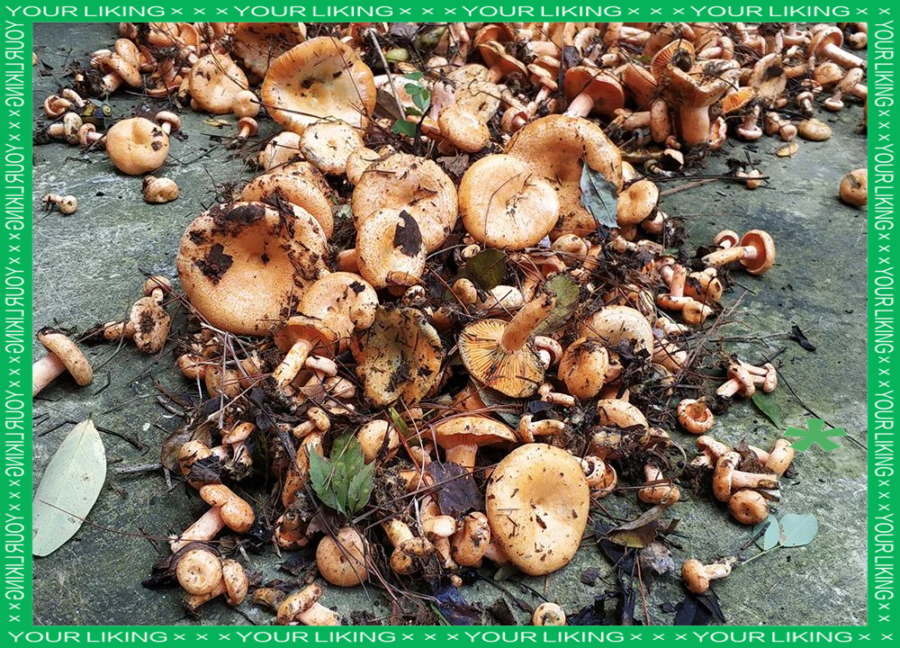 松树菌:美味与健康并存的天然珍品