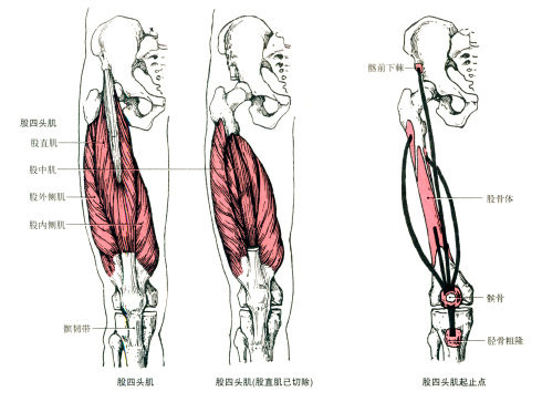 股直肌起自髂前下棘;股中肌起自股骨体前面;股外侧肌起自股骨粗线