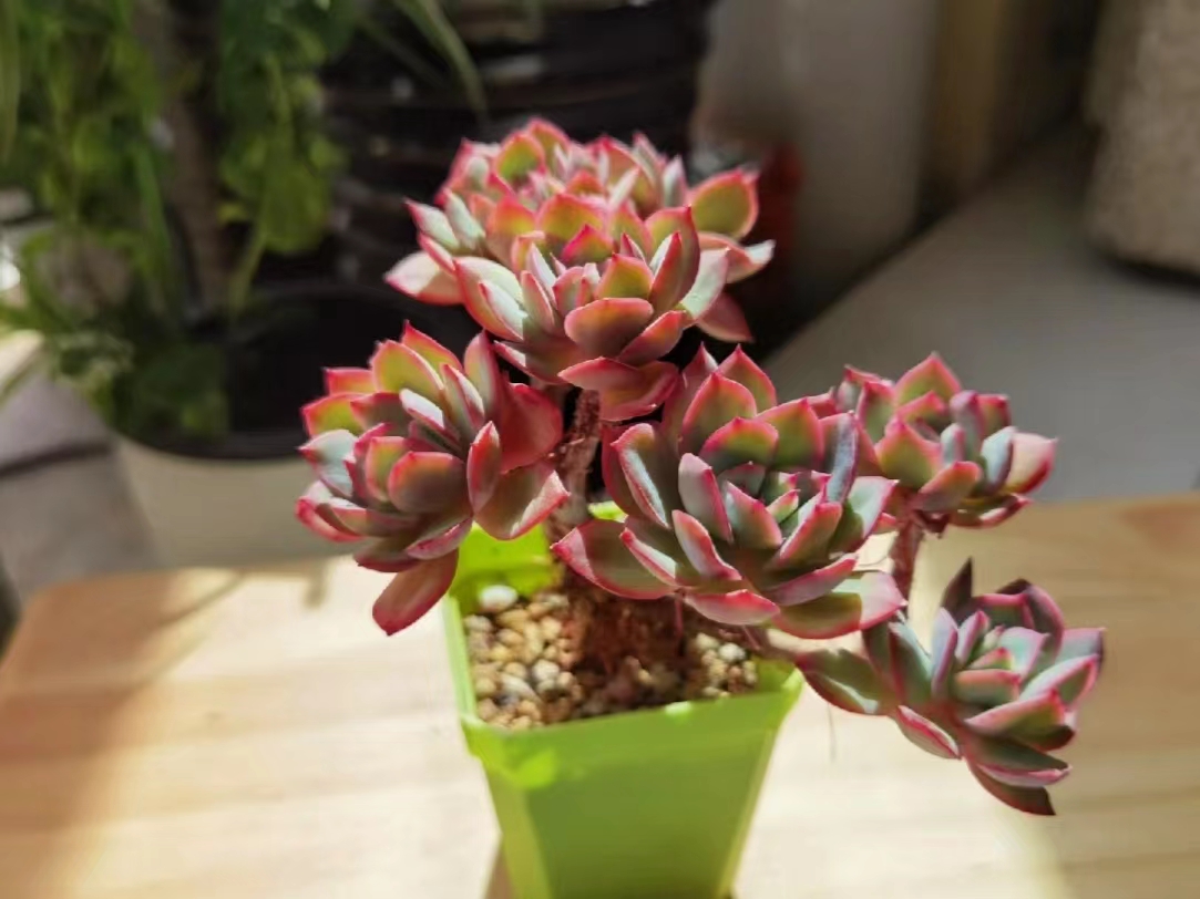 坐标江苏,今年最美的多肉就是"绮罗",养3年成大老桩