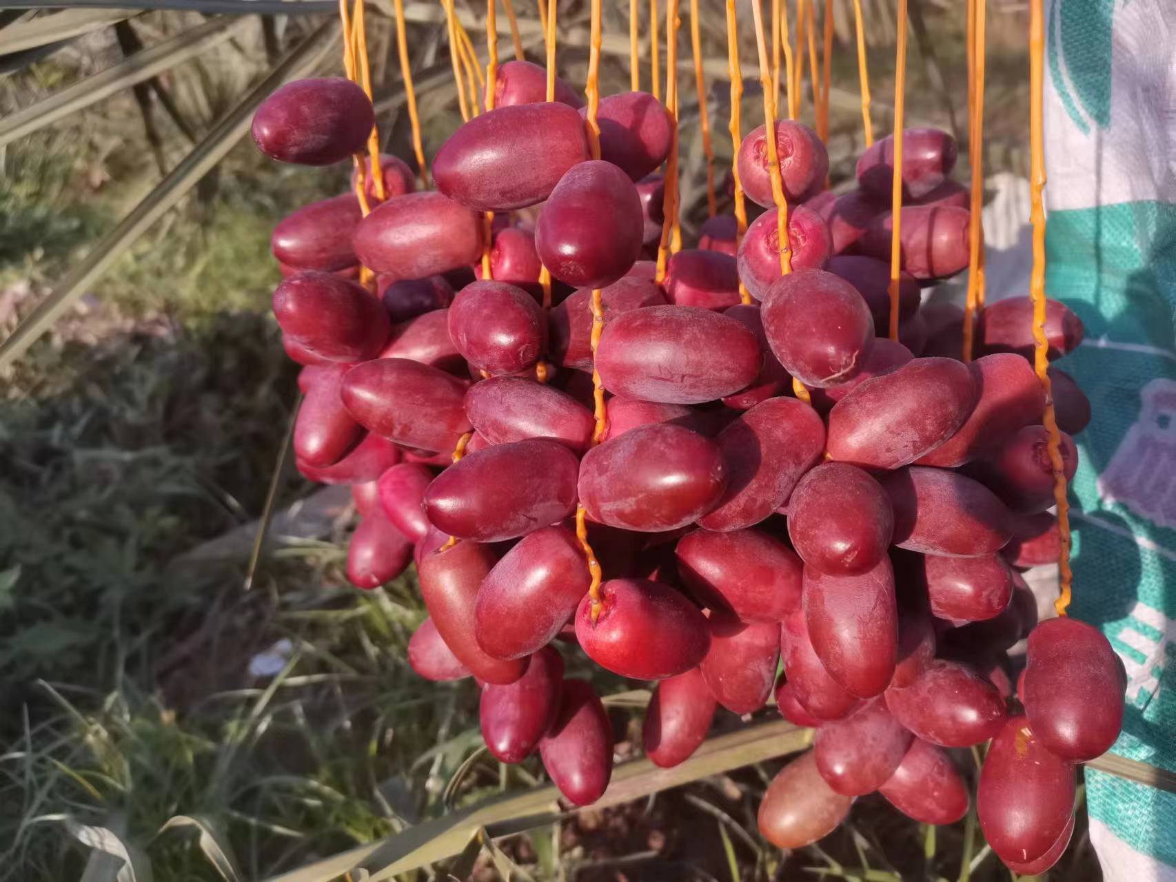 广西椰枣:转色期完成的椰枣,漂亮的中国红.