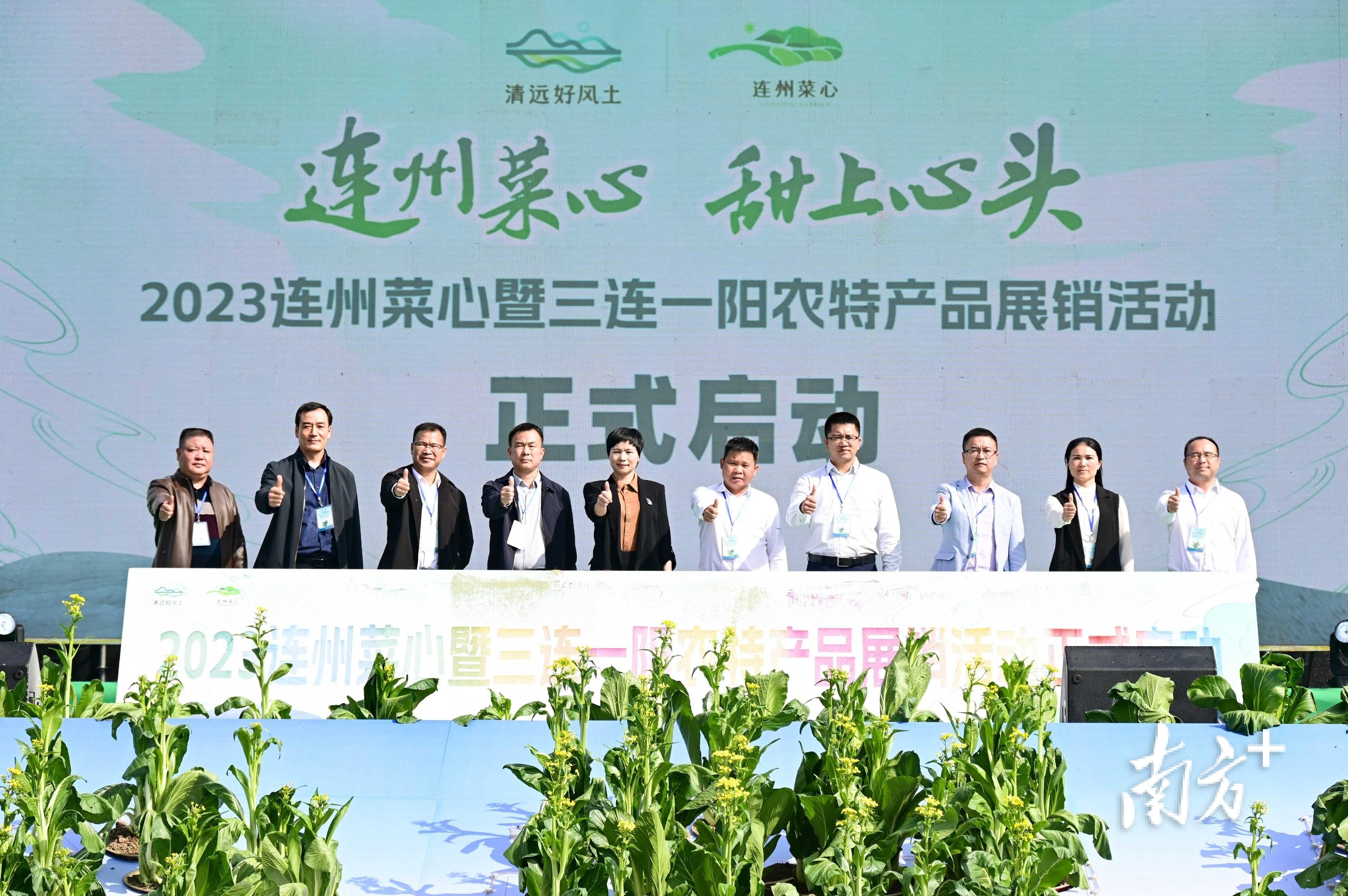 中国蔬菜流通协会助力连州菜心产销对接走向全国