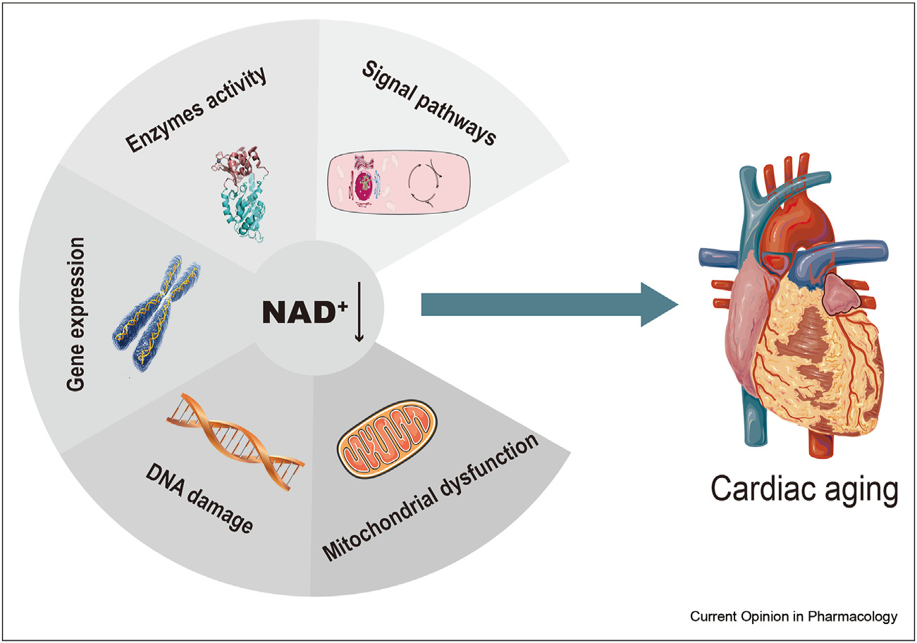 研究发现:烟酰胺单核苷酸具有心脏保护潜力