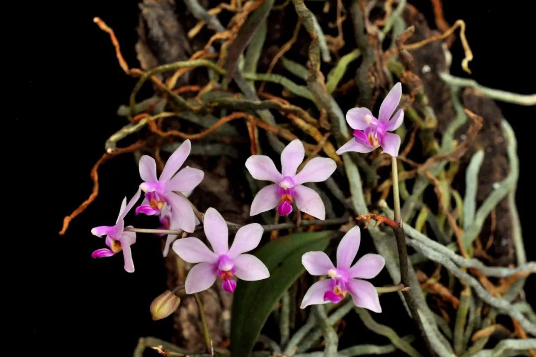 令人心动的那一抹紫色——华西蝴蝶兰