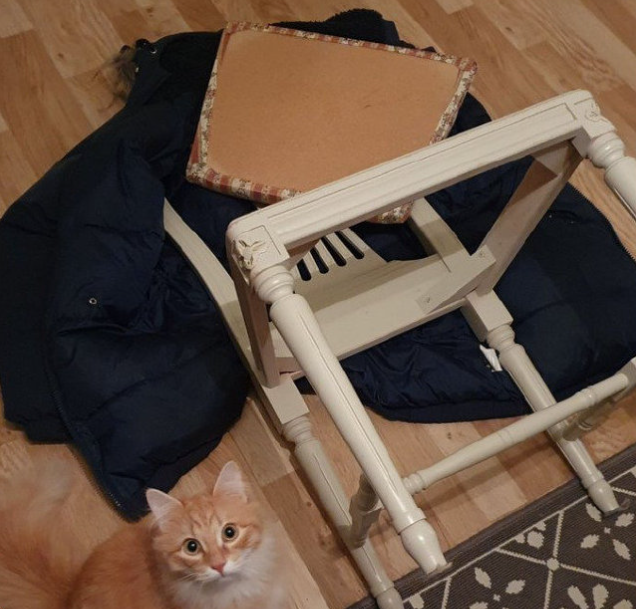猫咪用了8年时间，证明家里的门真的是实木做的