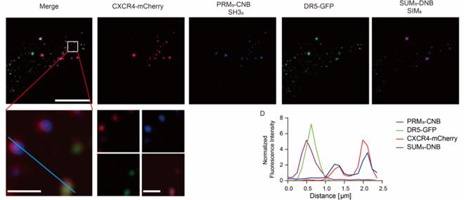 【科技前沿】李丕龙/杜娟娟课题组合作开发相分离"仿生"蛋白体系