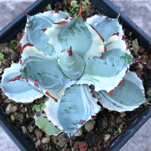 多肉品种:黑鹰,甲蟹,猎户座,女王玫瑰,天狗之舞