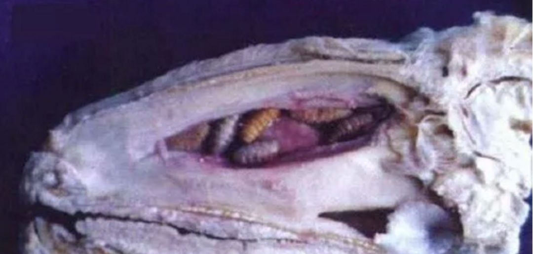 羊狂蝇蛆病:寄生虫对羊健康的影响及防治策略