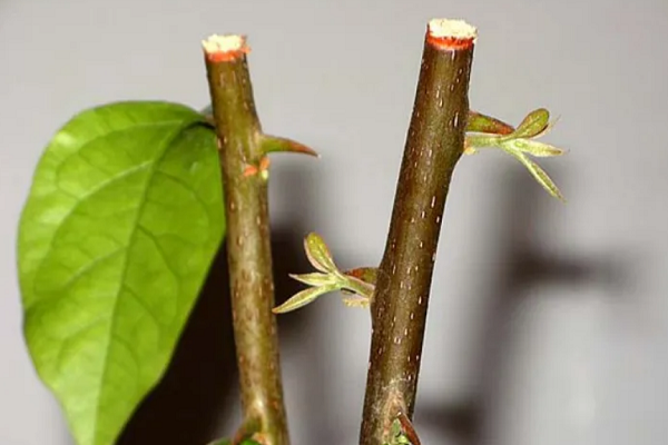 植物的无性生殖