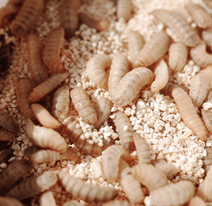 什么是黑水虻养殖?