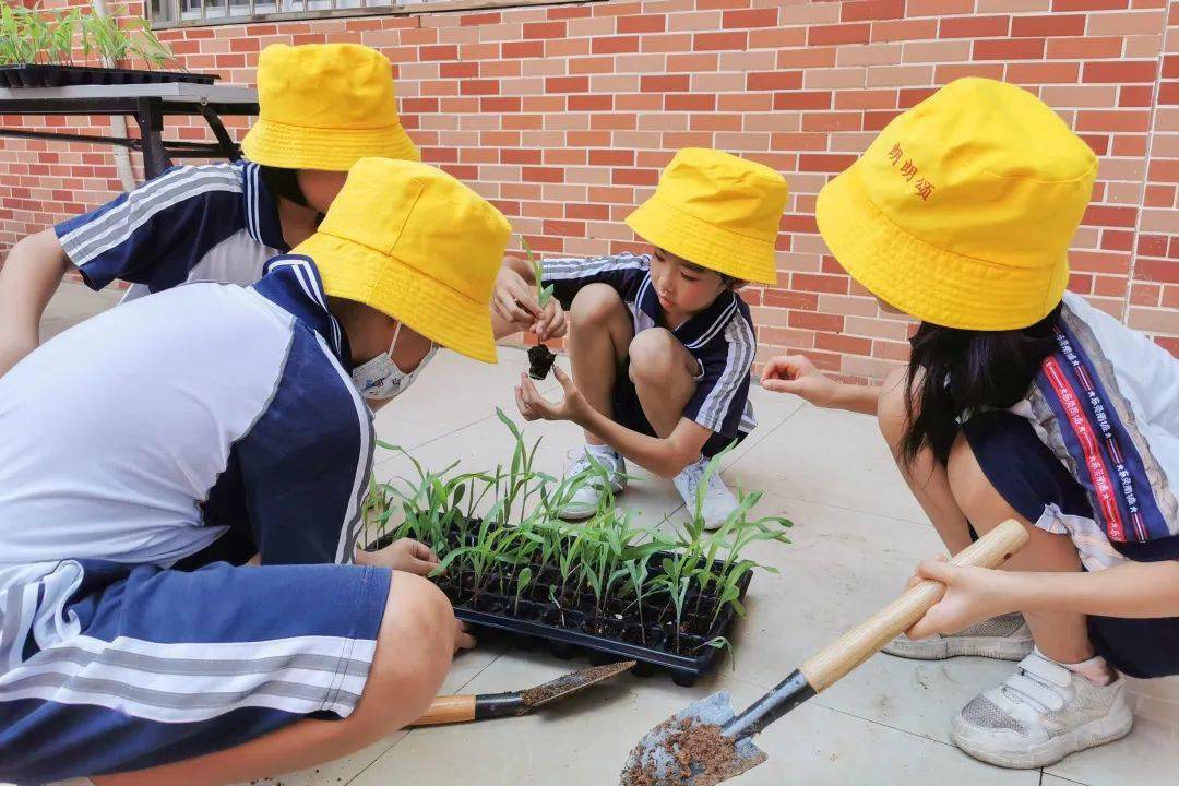 小学生劳动课图片图片