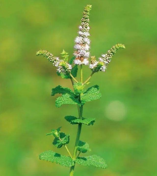 《神农识药》发散风寒药之香花菜