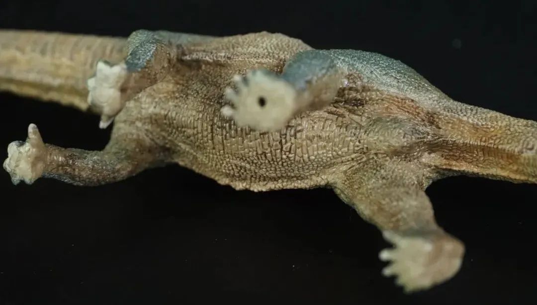 pnso博物馆系列新老马门溪龙