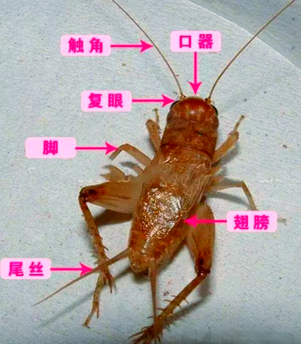 蟋蟀身体各部分名称与功能概述