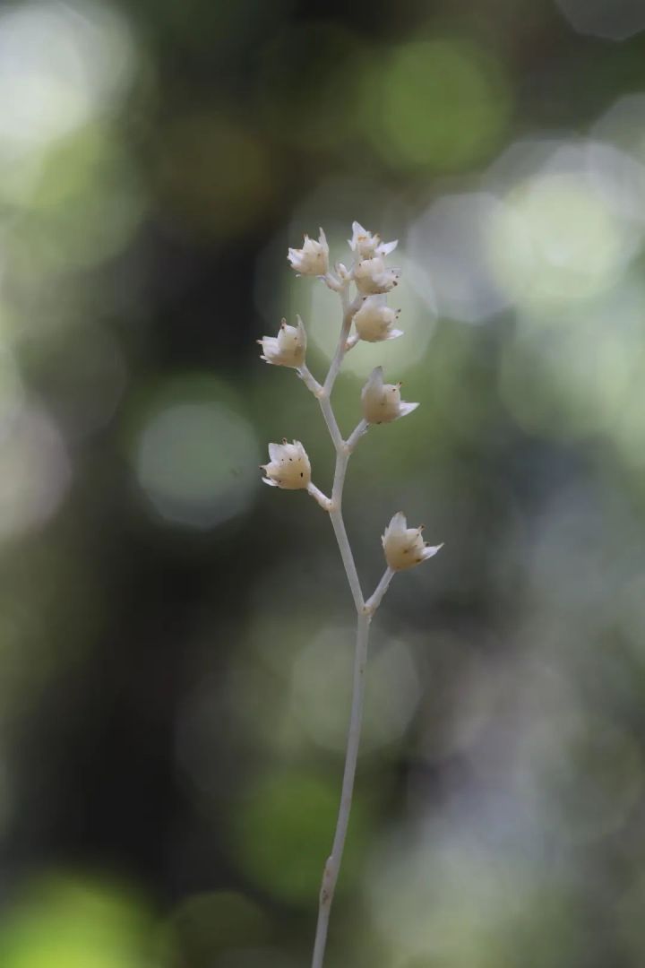 你见过吗?在百山祖国家公园龙泉片区的疏花无叶莲