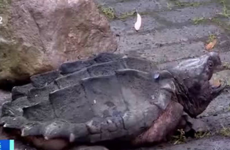 重庆发现巨型怪龟 竟然是外来入侵物种大鳄龟