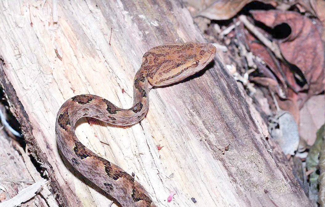 繁花林蛇与原矛头蝮:外观相似却截然不同