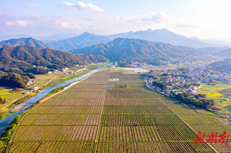 长塘镇:果甜茶香助农富 特色产业兴乡村