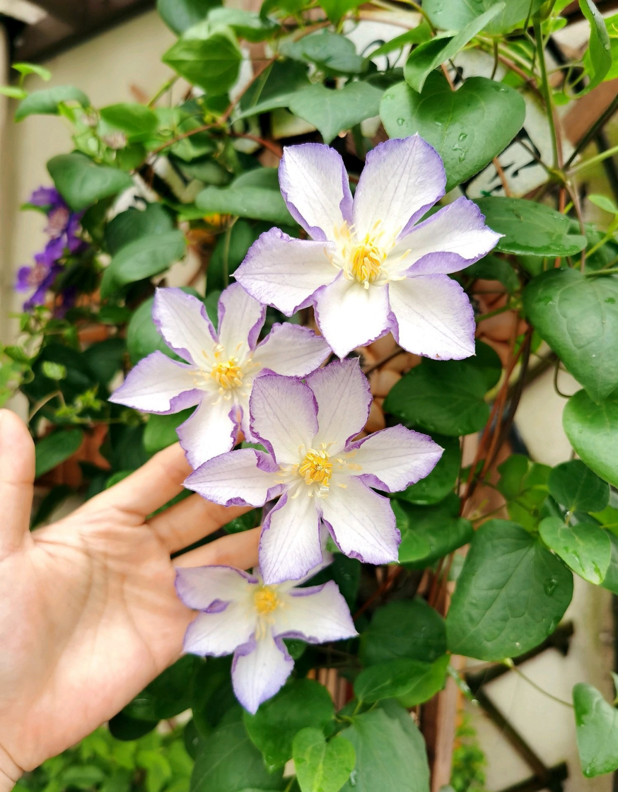 铁线莲"幸运符"—颜值超高,丰花勤花,栽培容易,阳台也能养