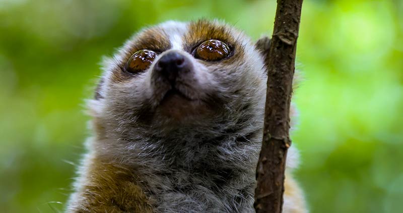 国家一级重点保护动物倭蜂猴伤愈回归大围山