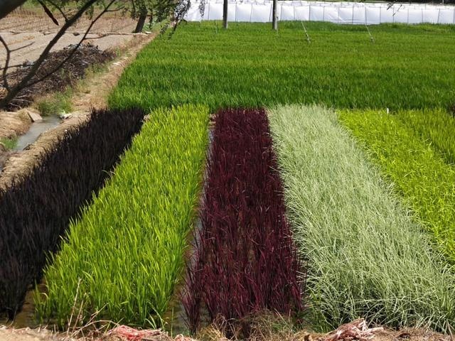 什么叫彩色水稻 - 2020年最新商品信息聚合专区 - 百度爱采购