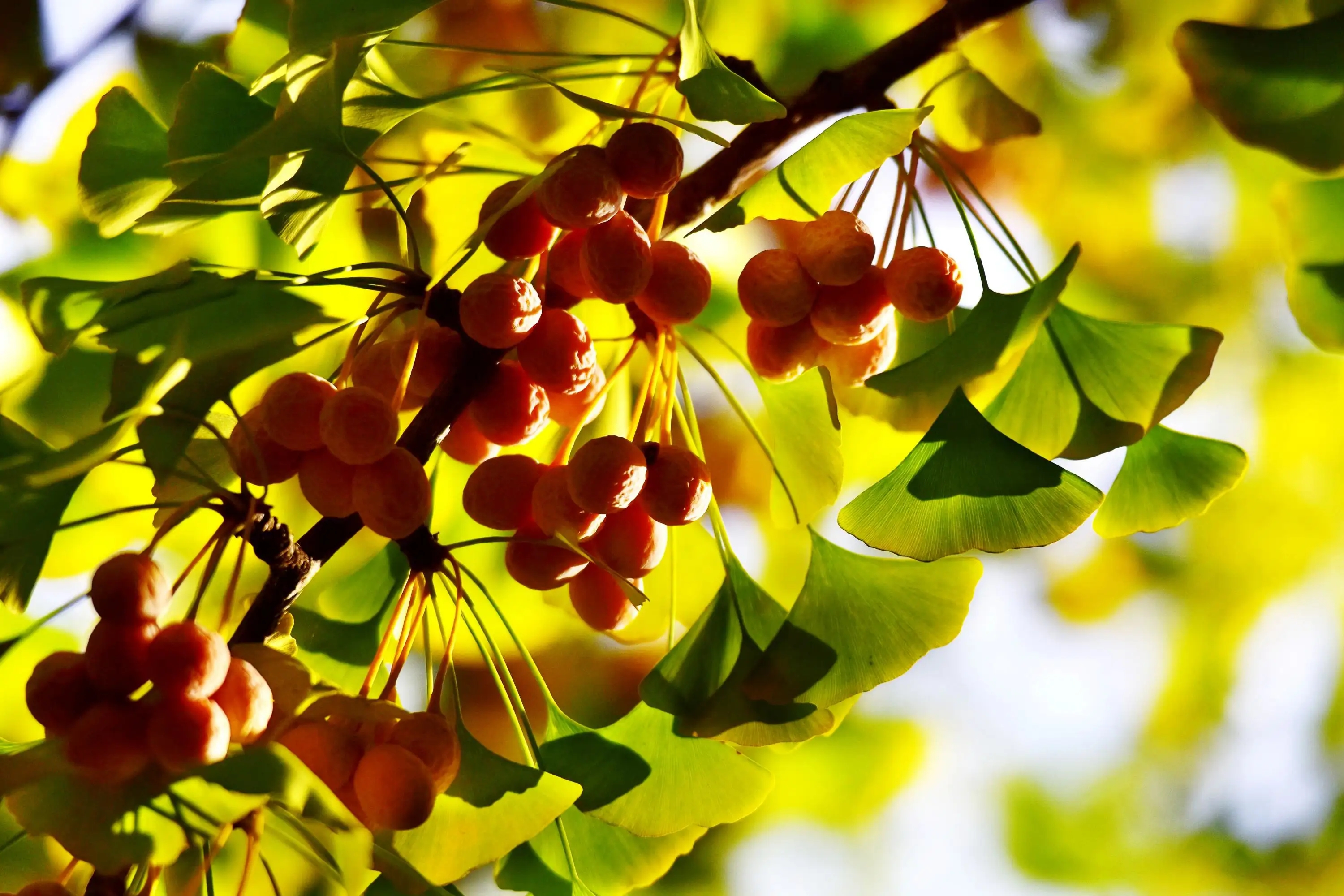 初秋时节,秋雨阵阵,品读李白的《秋浦歌》,感悟最美的季节