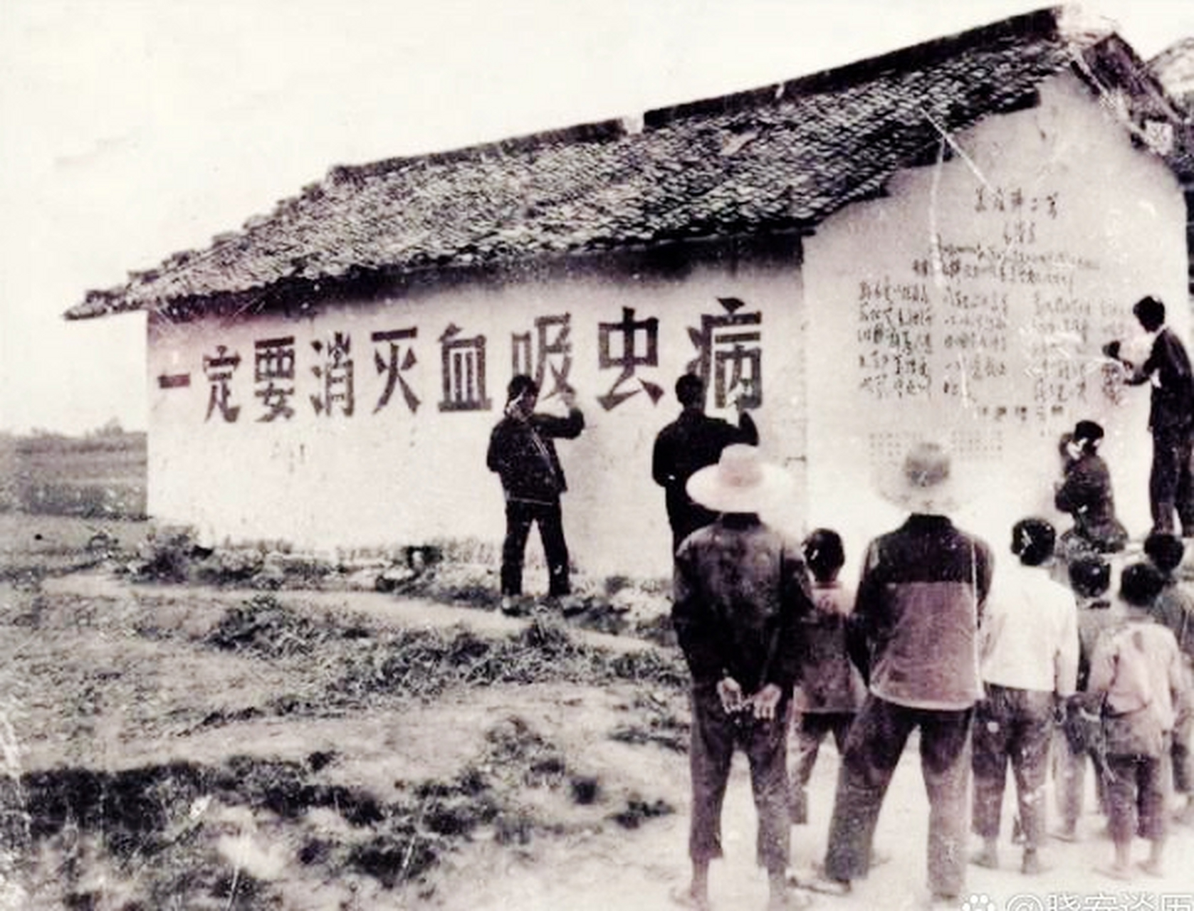 据1951年全国血吸虫病调查,江浙两省血吸虫病最严重,湖北三省占全国