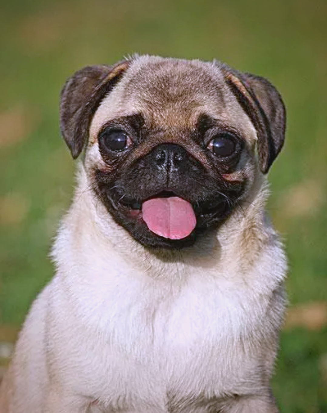 哈巴犬:一种古老而亲近人类的犬种